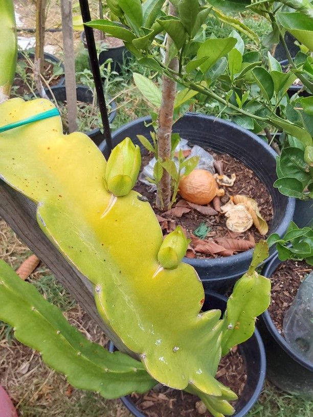 árbol de pitahaya