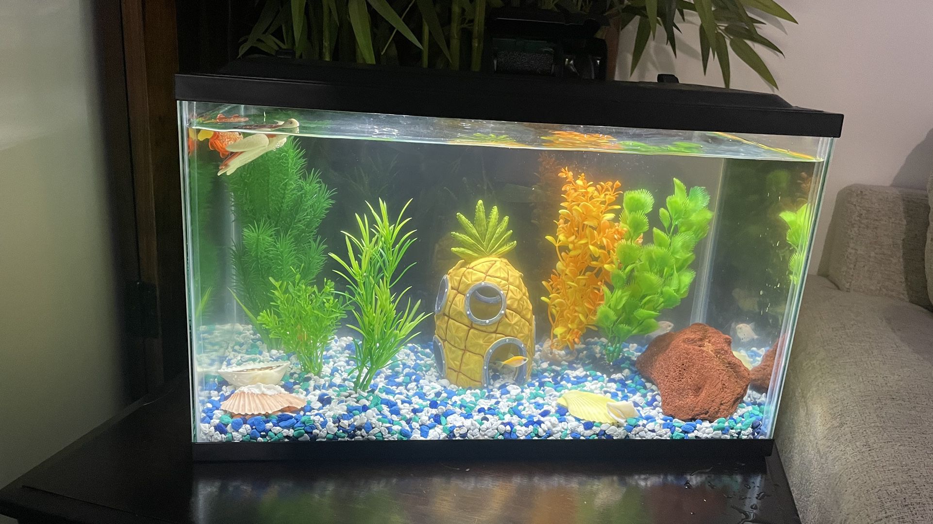 Fish Tank + Filter + Food And Five Small fish 