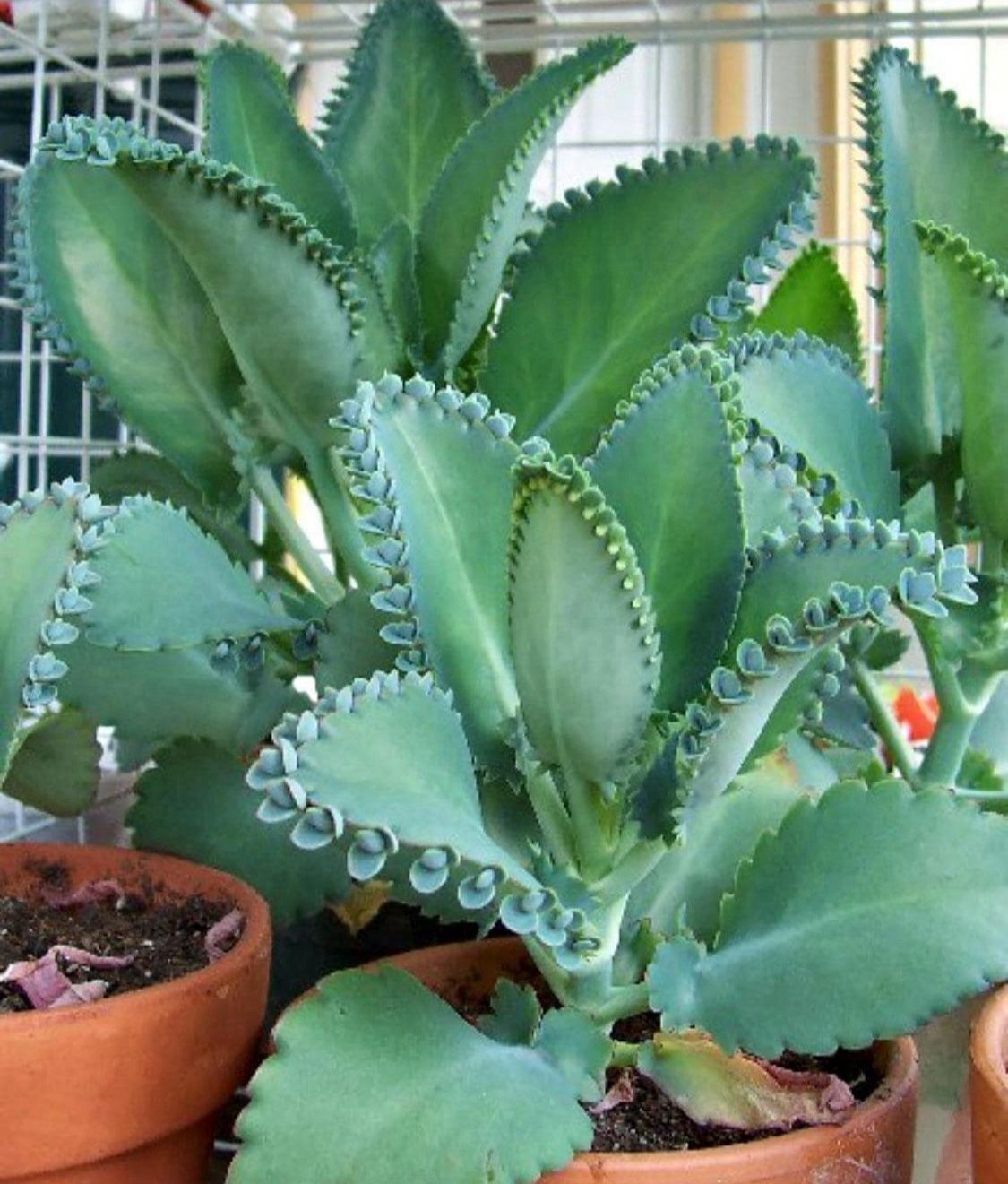 Brand New Mother Of Thousands Starts