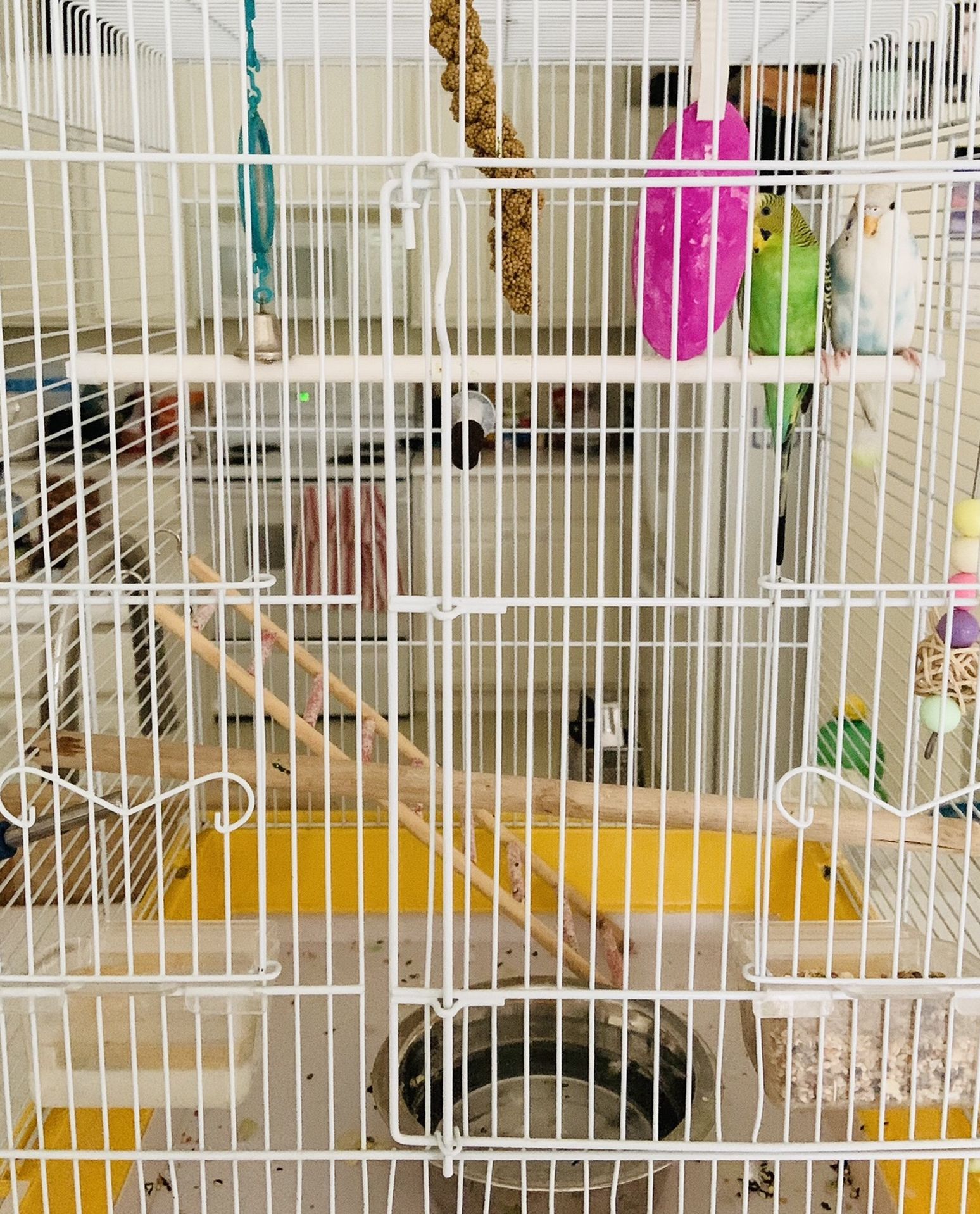 Parakeet Budgie Bird Cage