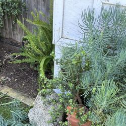 Free Succulent Clippings