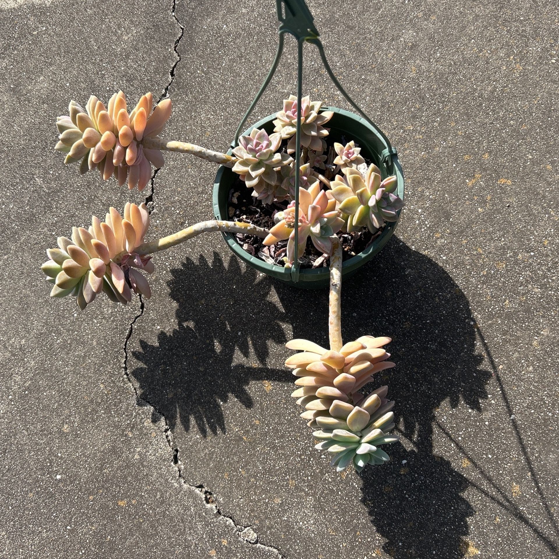 Succulent Plants Come With 8” Hanging Pots 