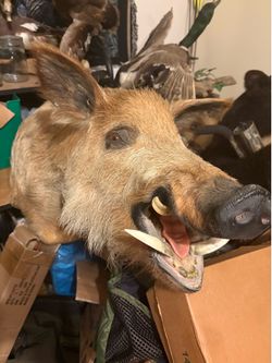 Wild boar