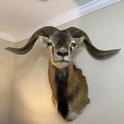 Corsican Ram Taxidermy Shoulder Mount