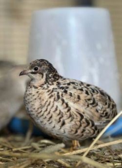 Quail cage
