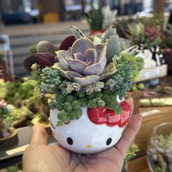 Hello Kitty Succulent Arrangement 