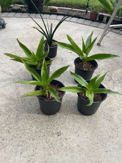 Telephone plant