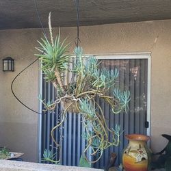 Big Hanging Succulent 