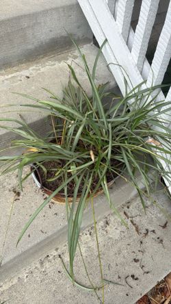 Free plant
