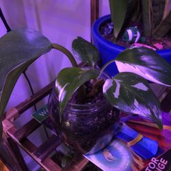 White Knight Philodendron Plant 