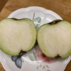 Taiwanese Seedless Guava Fruit Tree