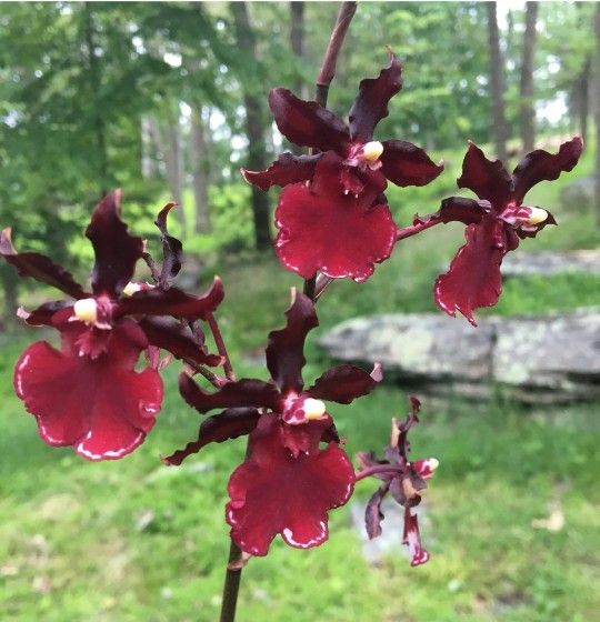 LIVE Orchid Oncostele Succubus 'Night Shift'