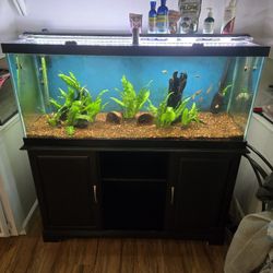 75 Gallon Aquarium