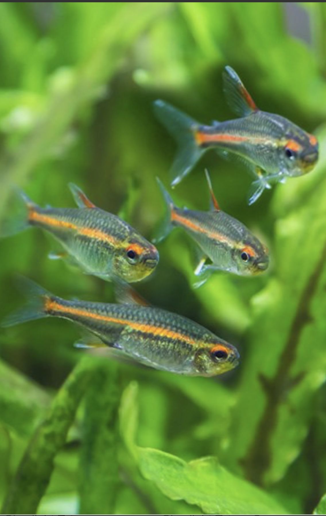 Fish Toys And Plants