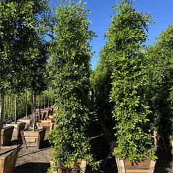 Ficus Nitida Indian Laurel Privacy Hedge 
