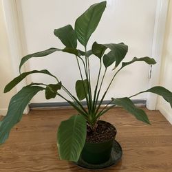 Beautiful Peace Plant