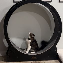 VEVOR XL Cat Wheel – Great Condition, Priced to Go!