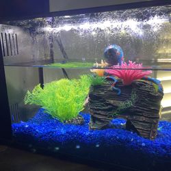 Fish Tank ( Aquarium)