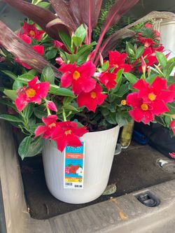 Big porch flowers