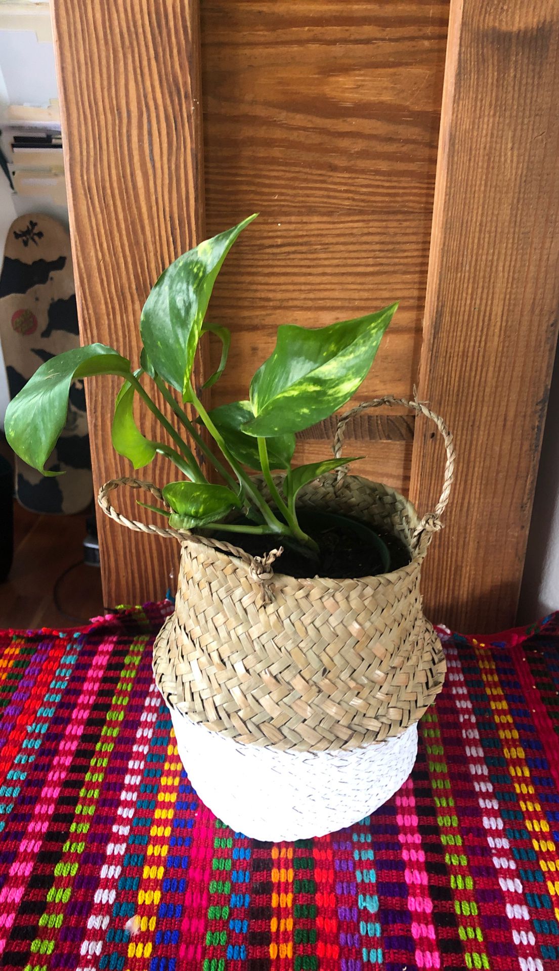 Pothos Plant 🌱 and Basket 🧺