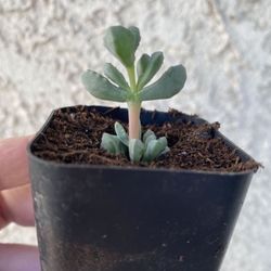 2 Inch Pot Succulent Plant - Deltoid Leaved Dewplant - Oscularia Deltoides - Rooted & Established - Drought Resistant 🪴 Perfect Baby & Wedding Shower