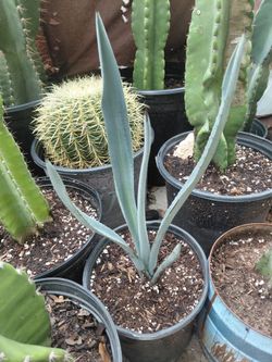 Agave Tequiliana Cactus