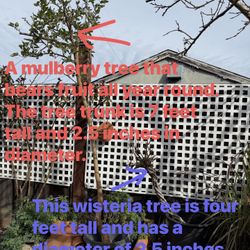 A mulberry tree that bears fruit 