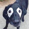 Lu