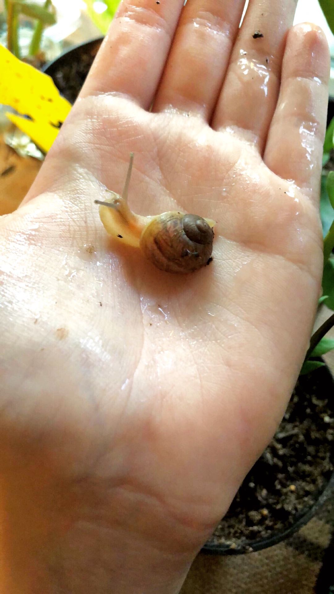 Pet Garden Snails