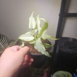 4" Syngonium Narrow Form 