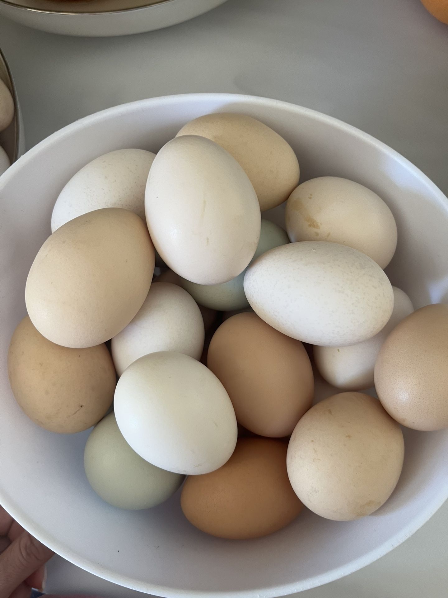 Fresh Eggs /dozen