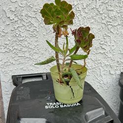 SUCCULENT!!!…