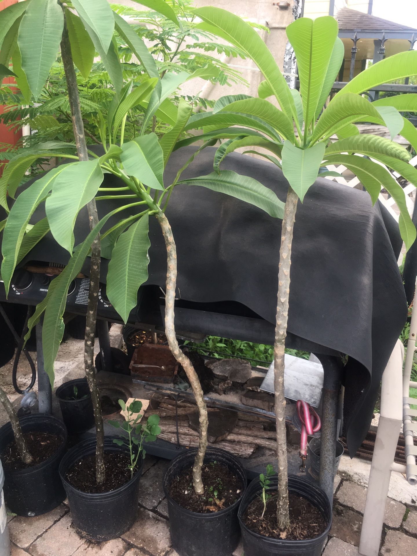 Plumerias for Sale in Houston, TX OfferUp