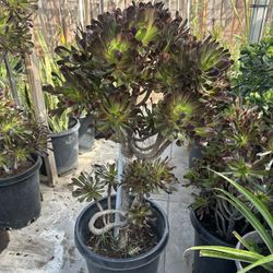 Plant For Sale