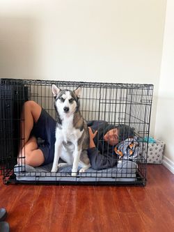 Large Dog Crate