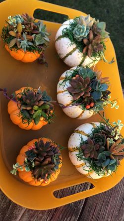 Succulent Pumpkins