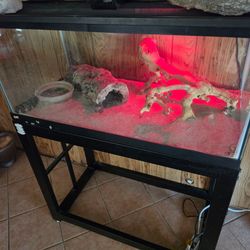 Reptile setup