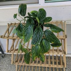 Trailing Monstera Peru