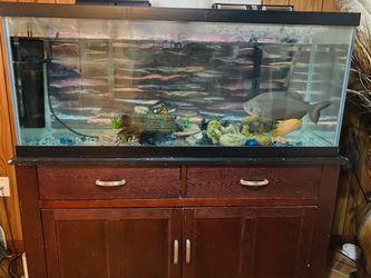 65 gallon tank