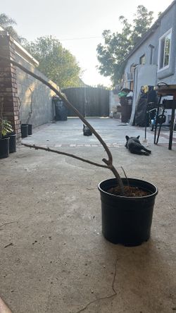 Arbol de siruela