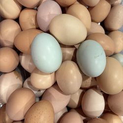 Egg