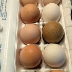 Unwashed Chicken Eggs
