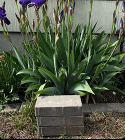 Small Gray/Sand Colored Pavers
