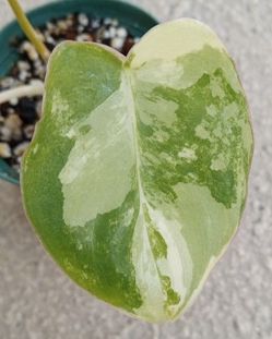 Philodendron Burle Marx Variegated Plant