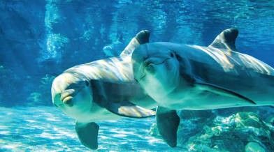 SeaWorld **** Sea World