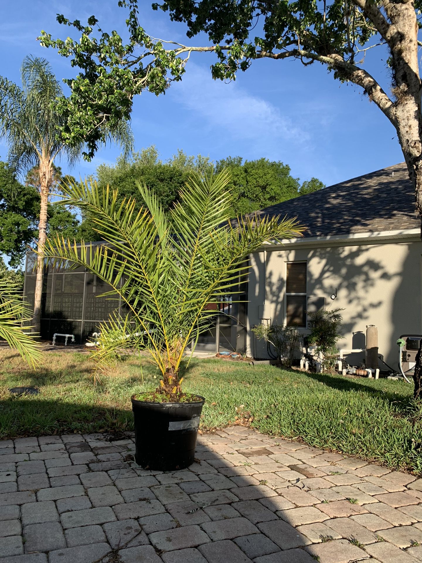 Sylvester Palm Trees 