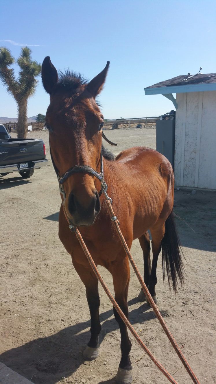 caballo Toro Bred