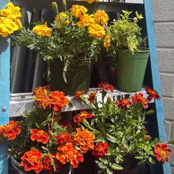 Fifty potted plants flowers variety  lot