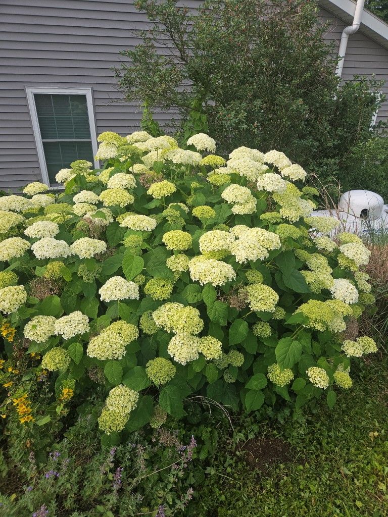 Plants And Bushes