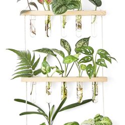 Plant Propagation Tubes And Hanger